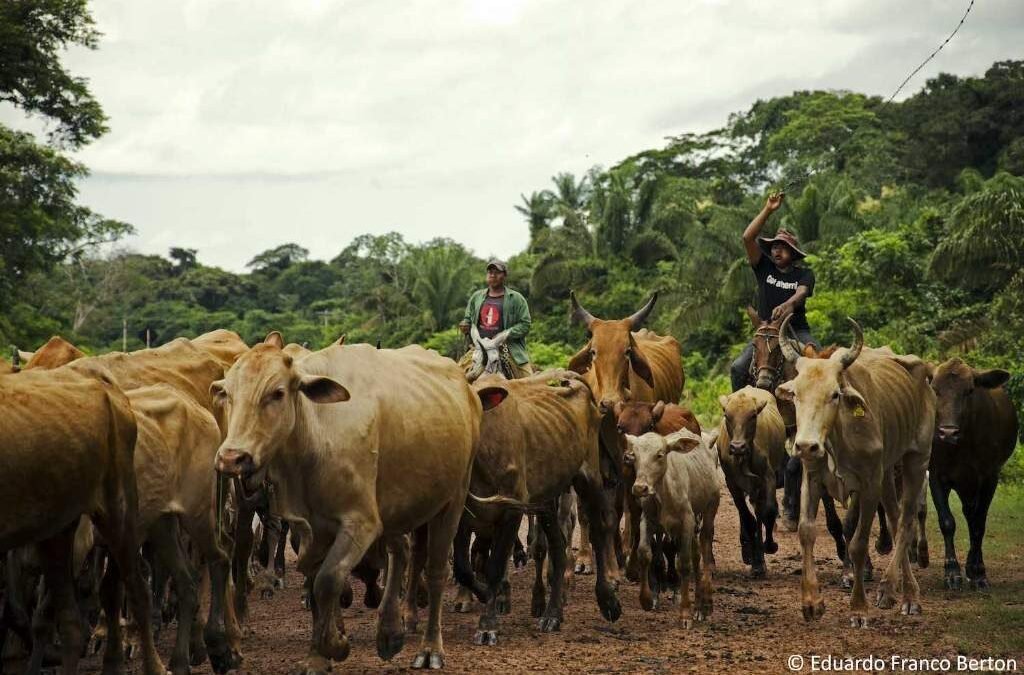 El Fondo Verde del Clima y el IICA pondrán en marcha programa conjunto para mitigar aporte de ganadería de las Américas al cambio climático