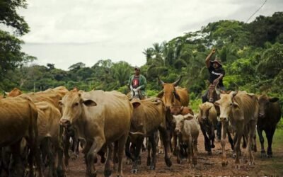 El Fondo Verde del Clima y el IICA pondrán en marcha programa conjunto para mitigar aporte de ganadería de las Américas al cambio climático