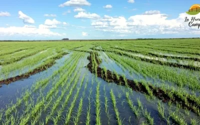 Existen 3.500 hectáreas de arroz comprometidas con el riego en el norte del país