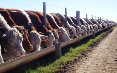 Ejecutivo tiene pronto decreto que reduce la tasa consular para alimento del ganado