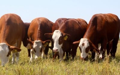Precio del Novillo Mercosur se mantuvo arriba de los US$ 4 a la carne