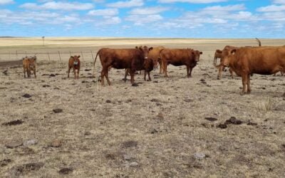 10 millones de hectáreas bajo emergencia agropecuaria