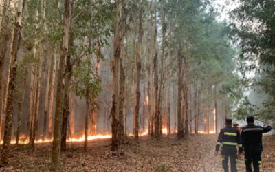 El 98% de los incendios son producto de la acción humana.