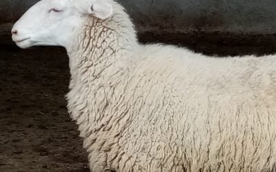 Nueva Zelanda: Hay interés en construir sistemas de producción lechera alternativos involucrando ovinos.