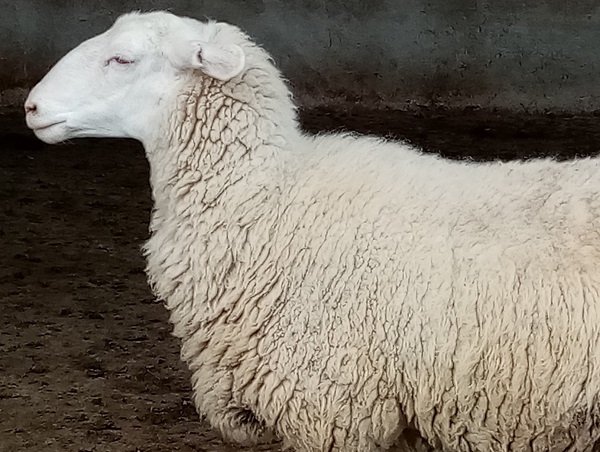 Nueva Zelanda: Hay interés en construir sistemas de producción lechera alternativos involucrando ovinos.