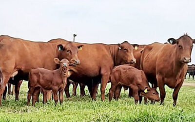 Mercado que se tranquiliza