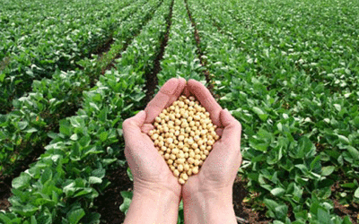 Argentina. Bolsa de Cereales de Buenos Aires estima mayor producción de soja en 2022-23.