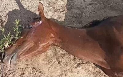 En Tacuarembó perros atacan tres potrillos y una yegua.