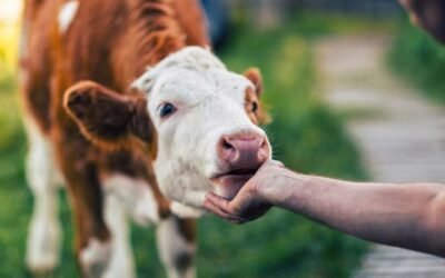 En Gran Bretaña, la confianza de los consumidores en la agricultura y los agricultores llega a niveles históricos