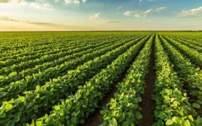 Mercados agrícolas globales: el consumo impulsa la volatilidad.