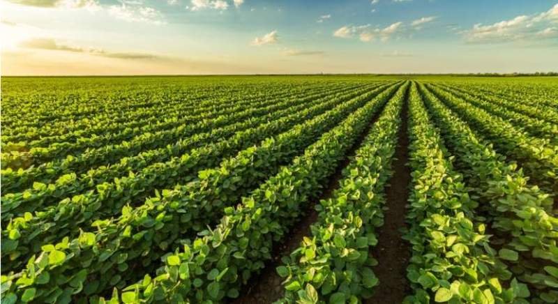 En Argentina está en riesgo el abastecimiento de fertilizantes por falta de dólares.
