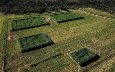 Brasil desarrolla caña de azúcar editada genéticamente.