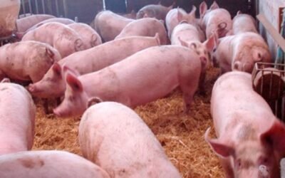 Exportación paraguaya de carne de cerdo aumentó 138,6% en 2021 y Uruguay es uno de los principales clientes.