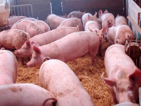 Exportación paraguaya de carne de cerdo aumentó 138,6% en 2021 y Uruguay es uno de los principales clientes.