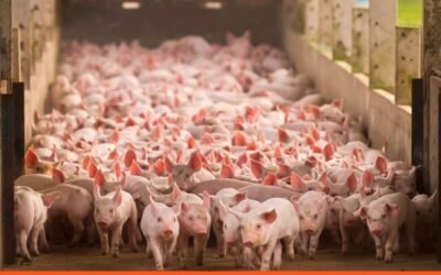Las exportaciones de cerdo de Brasil aumentan un 11% en 2021 con un récord anual