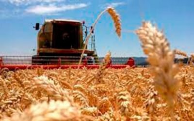 El trigo en argentina trae un pan bajo el brazo para la economía: U$S 5.500 millones