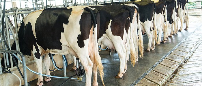 La leche debe subir un 15 % más para ser rentable