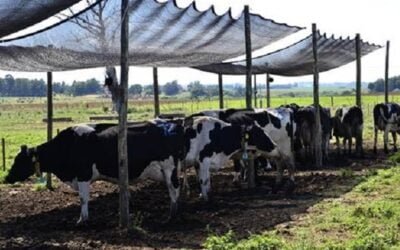 Previsión de condiciones de estrés térmico para ganado lechero.