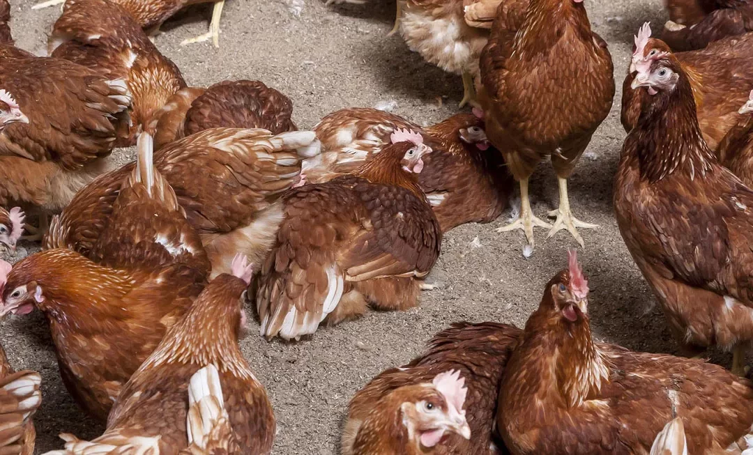 Ganadería habilitó líneas de crédito para el sector avícola de todo el país.