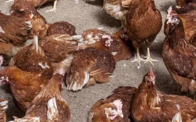 Ganadería habilitó líneas de crédito para el sector avícola de todo el país.