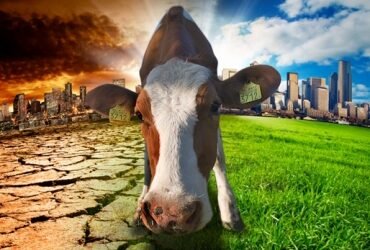 Fondo Verde e IICA impulsan programa para mitigar aporte de ganadería al cambió climático .