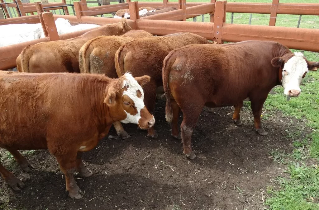 El mercado gordo con tendencia alcista