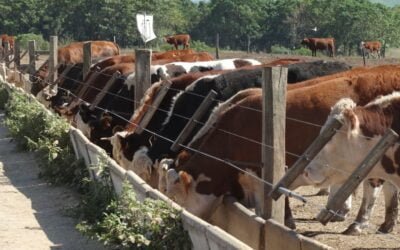 Aunque con excepciones, hay una relación entre los precios de exportación y el novillo gordo.