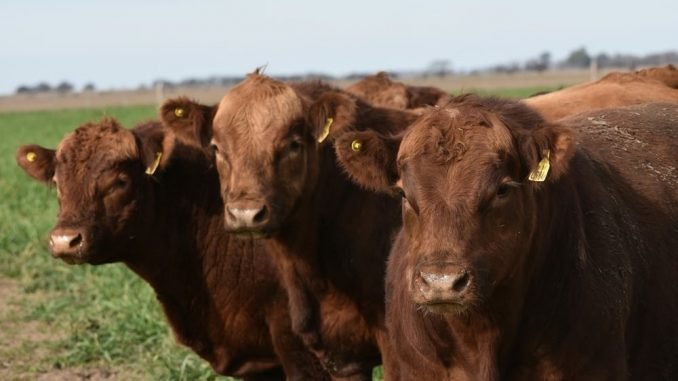 Por primera vez, el Novillo Mercosur superó los US$ 4 por kilo al gancho