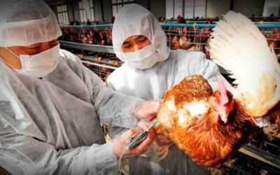 Preocupa el avance de la gripe aviar con nuevas variantes