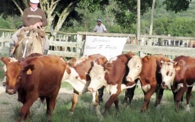Manuel F. Porta colocó surtida oferta en La Querencia.