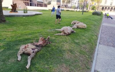 Los ovejeros ya no pueden más.