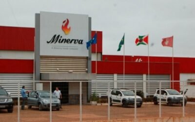 ¿Por qué Minerva insiste en comprar más plantas en Uruguay?