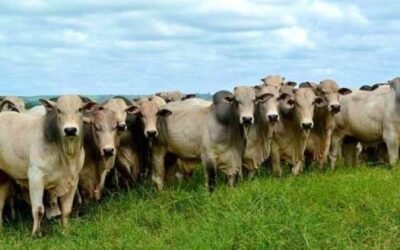 Paraguay fue habilitado para exportar carne a Estados Unidos.