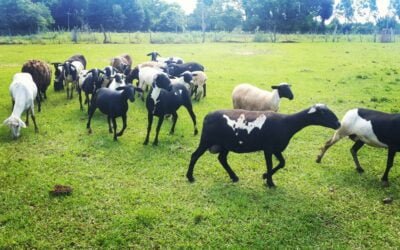 Ejecutivo Paraguay establece la creación de registros para la población ovina y caprina.