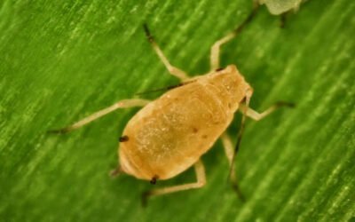 Habilitaciones excepcionales para controlar el pulgón amarillo