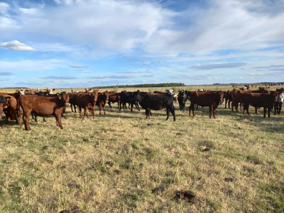 La sequía avanza y el MGAP amplía la emergencia a casi todo el sur del río Negro