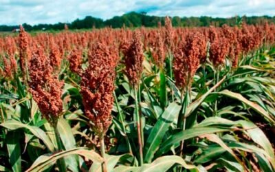 China, el principal importador mundial de sorgo, aprobó la compra desde Uruguay.