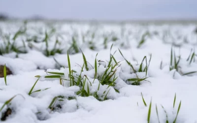 Los conflictos geopolíticos dan sustento a las amplias subas del trigo