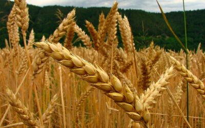Egipto aumenta el nivel de humedad permitido para las importaciones de trigo.