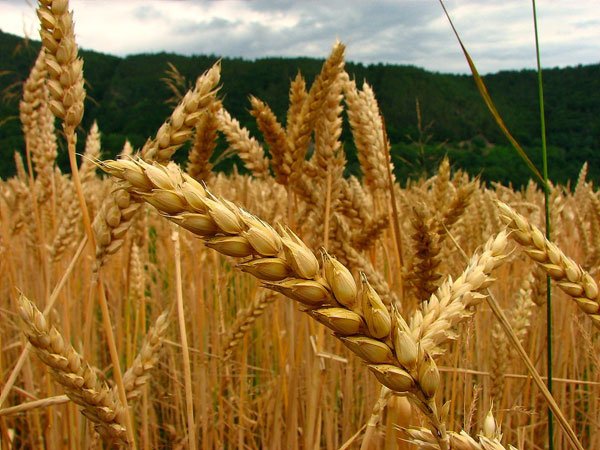 Tensión creciente entre Rusia y Ucrania se instaló como factor alcista para precios del trigo