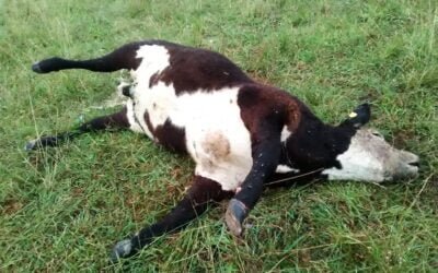 Hay brotes de Carbunco en diferentes zonas