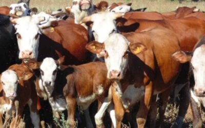 Ec. Ramallo: Los costos lesionan la rentabilidad.