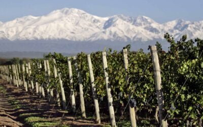 El Malbec y los vinos fraccionados impulsaron el crecimiento de las exportaciones argentinas