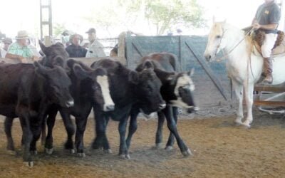 Pista firme, buenos valores y colocaciones totales en Ortiz