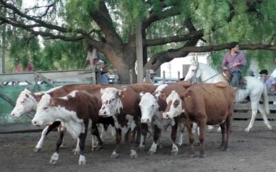 Con José Ma Clavijo, el mercado fue firme y los valores destacados en Don Bernardo.