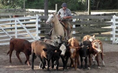Agilidad y valores, la feria de Enrique Bachino & Asociados en Campanero.