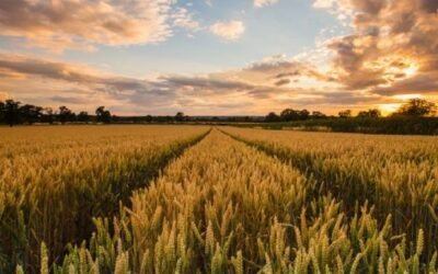 Fertilizantes. Crece el riesgo de la escasez y los precios ya comenzaron a subir.