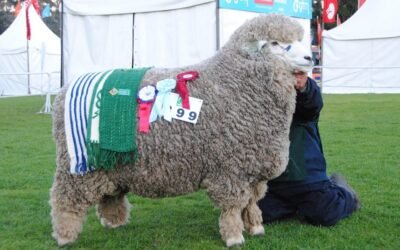 Otto Fernández y Coco Morales dispersaron los Corriedale de La Lucha.