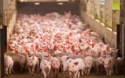 60.000 toneladas de sangre de cerdo podrían ser una nueva fuente de alimento sostenible.