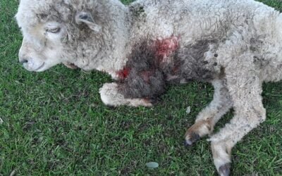 Los perros siguen combatiendo la productividad.